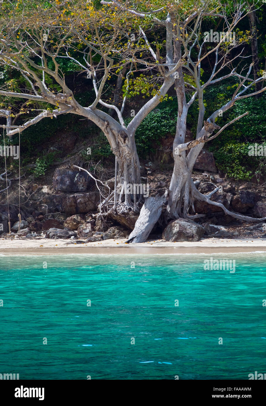 Les racines des arbres de l'île, le sud de la Thaïlande Banque D'Images