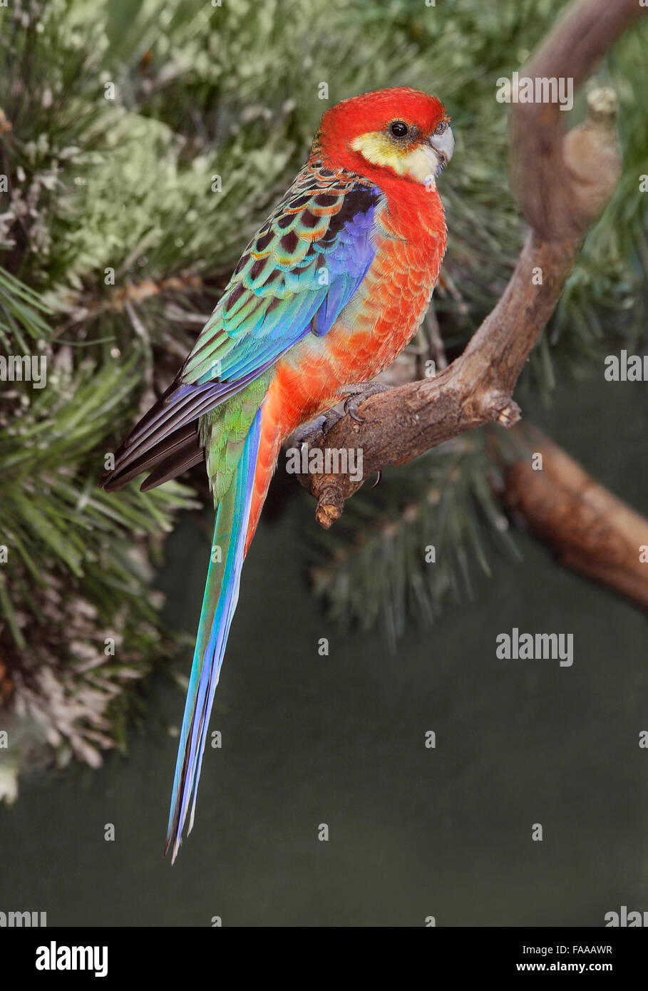 Western rosella platycercus icterotis', 'on branch, les oiseaux d'Australie, Australian perroquets, Rosella, des oiseaux colorés, des perroquets, la faune australienne Banque D'Images