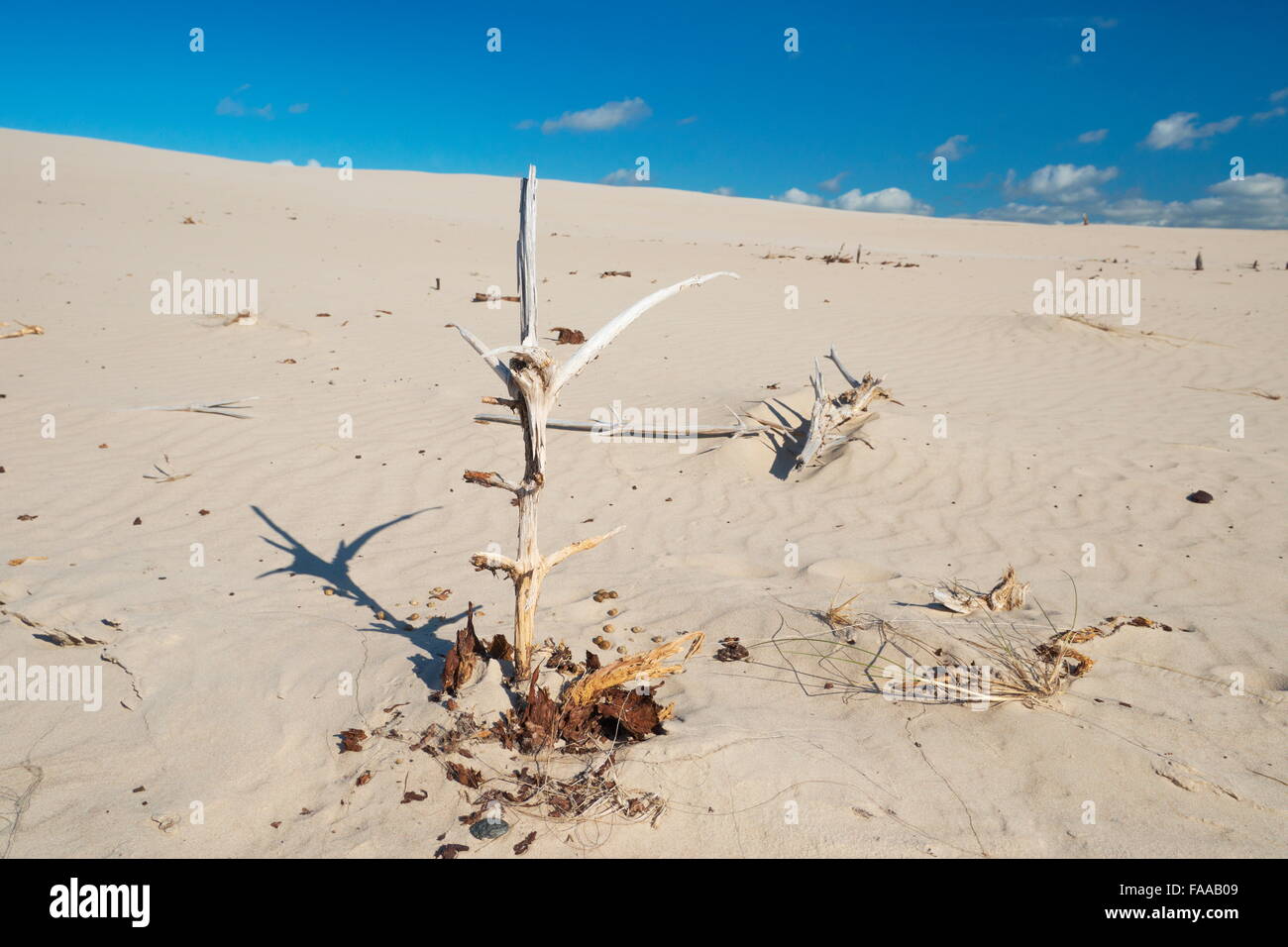 Leba - dunes ameuhsante dans le Parc National Slowinski, Poméranie, Pologne Banque D'Images