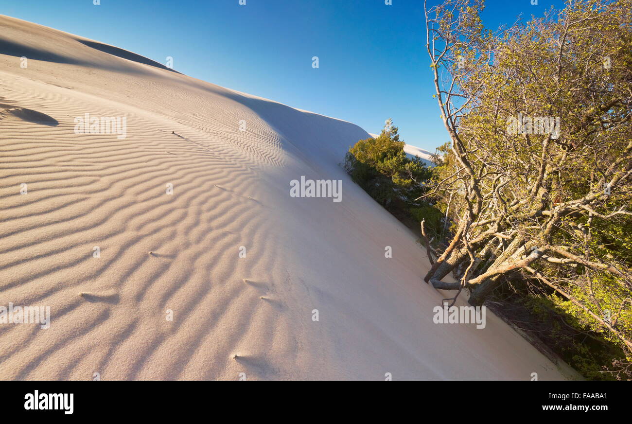 Leba - dunes ameuhsante dans le Parc National Slowinski, Poméranie, Pologne Banque D'Images