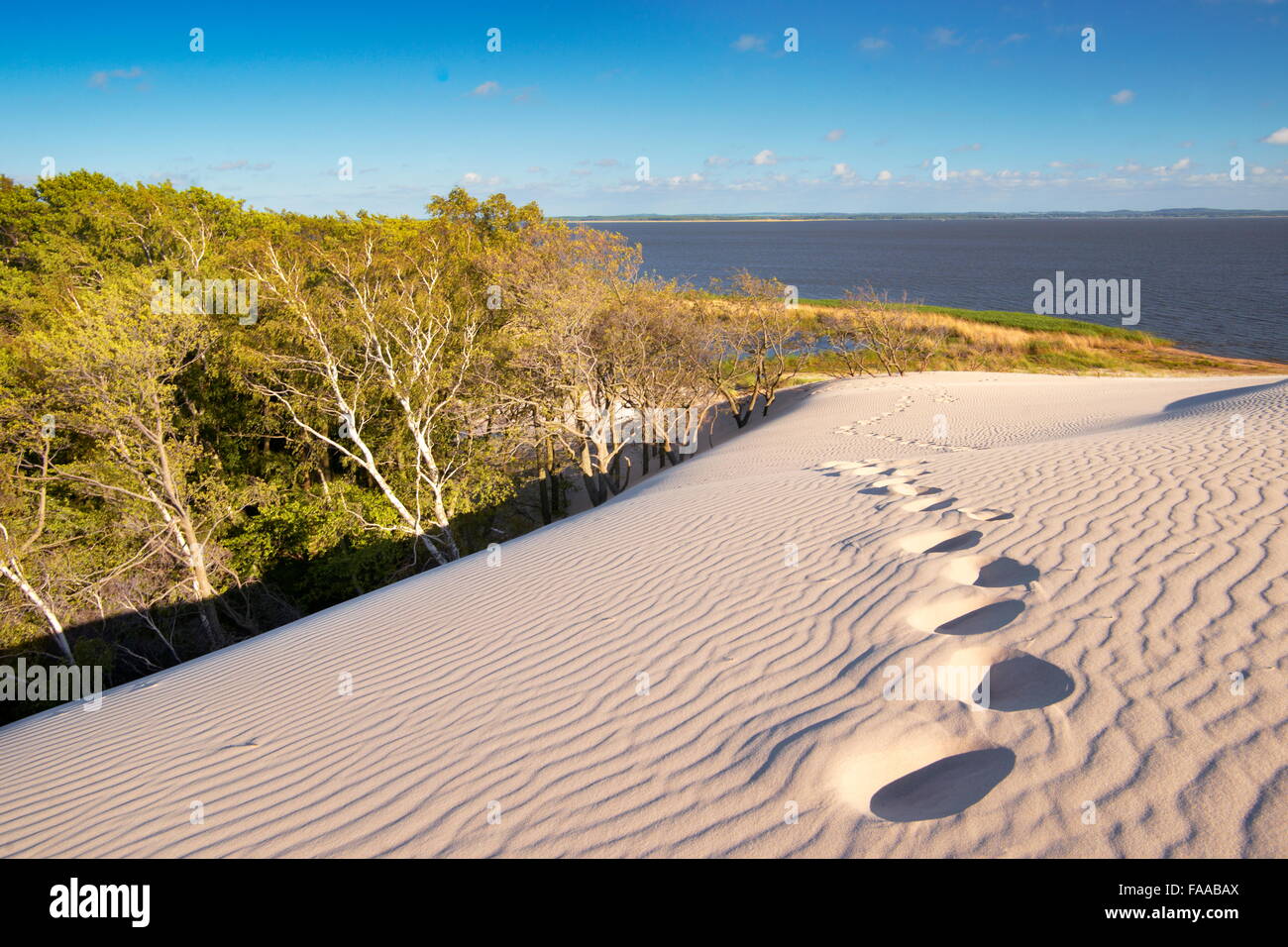 Leba - dunes ameuhsante dans le Parc National Slowinski, Poméranie, Pologne Banque D'Images