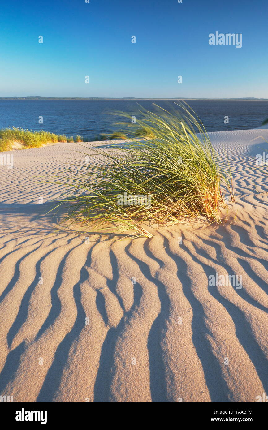 Leba - dunes ameuhsante dans le Parc National Slowinski, Poméranie, Pologne Banque D'Images