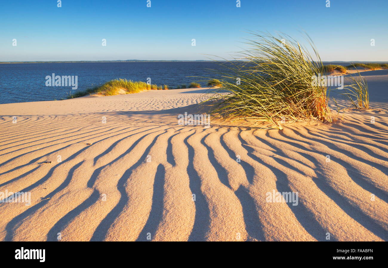 Leba - dunes ameuhsante dans le Parc National Slowinski, Poméranie, Pologne Banque D'Images