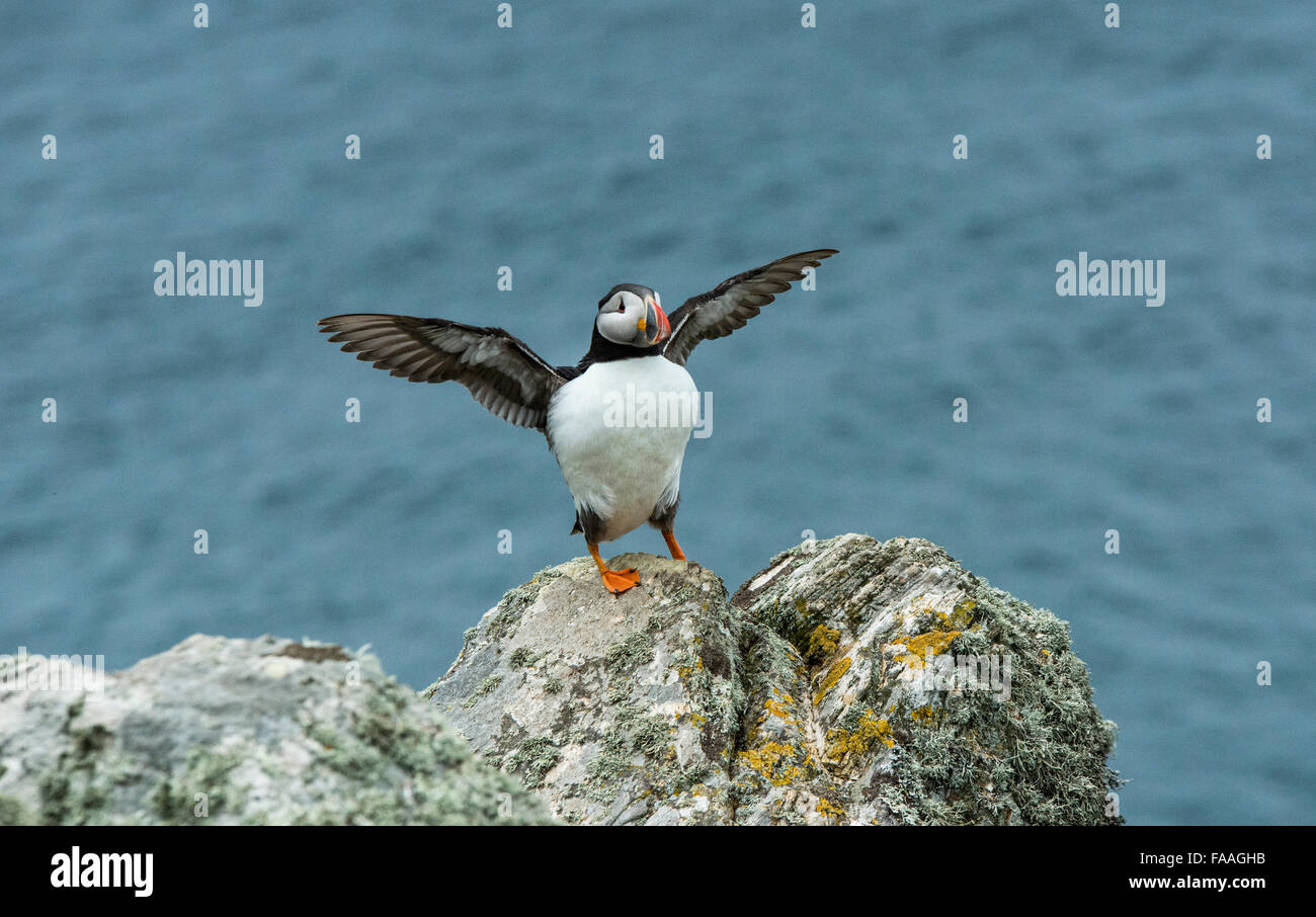 Macareux moine s'étend ses ailes sur un rocher sur l'île de Skomer en juin Pembrokeshire Banque D'Images