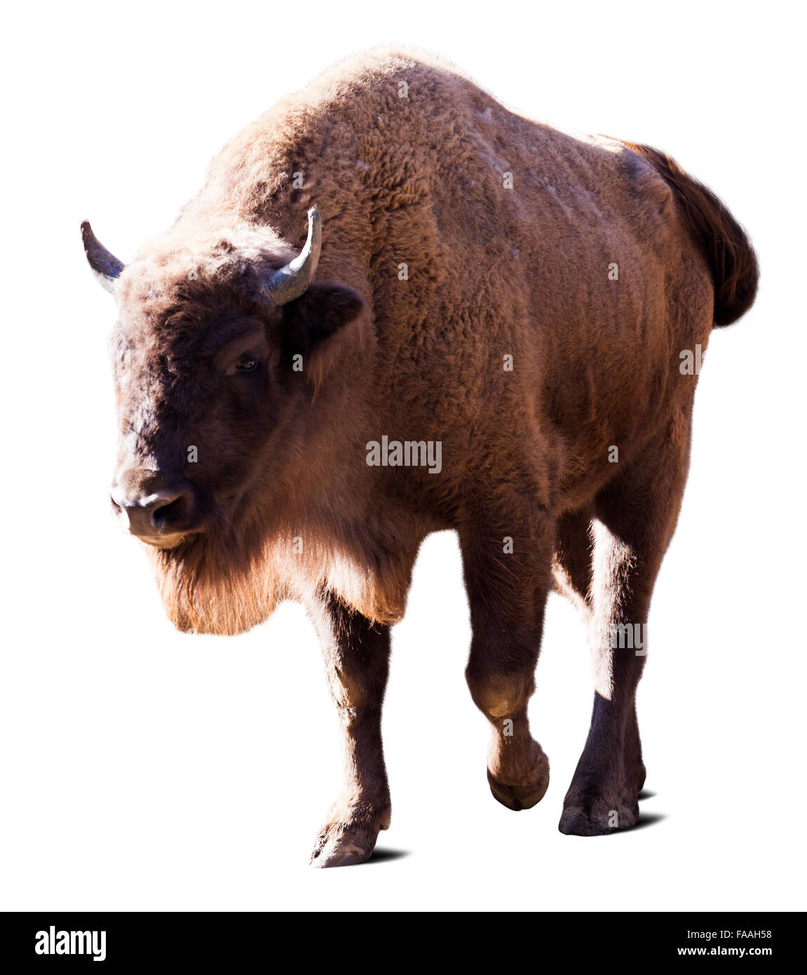 Bison d'Europe. Plus isolé avec de l'ombre blanche Banque D'Images