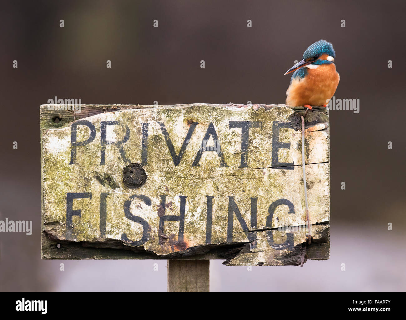 Les femelles de la Kingfisher (Alcedo atthis) perché sur la pêche privée sign Banque D'Images