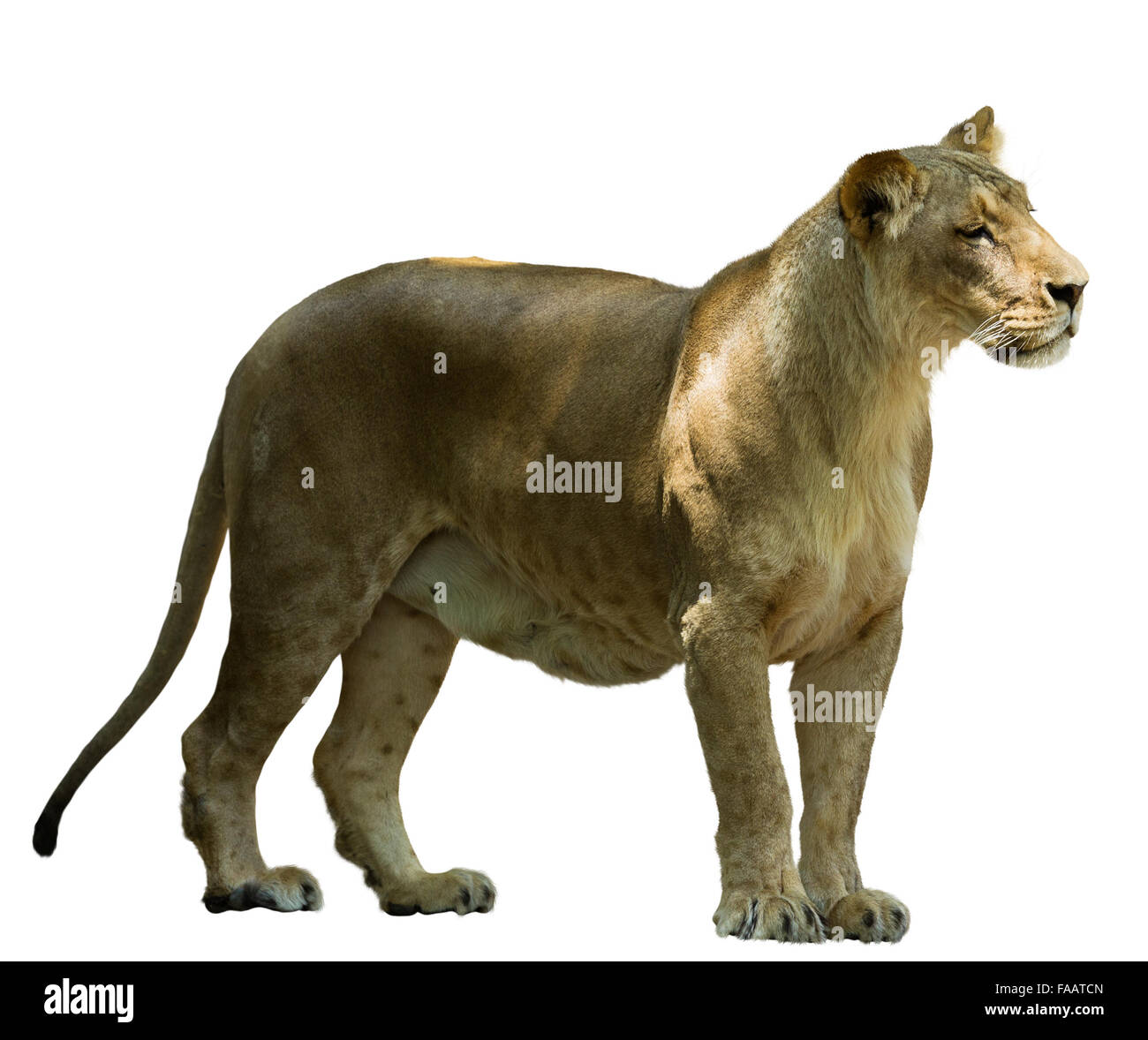 Femme africaine lion (Panthera leo). Isolé sur blanc. Banque D'Images