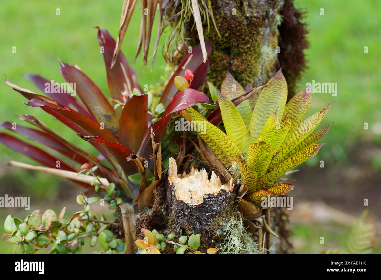Bromeliads dans cloudforest. Costa Rica, Alajuela Province, Cordillère centrale, Parc National du Volcan Poas Banque D'Images