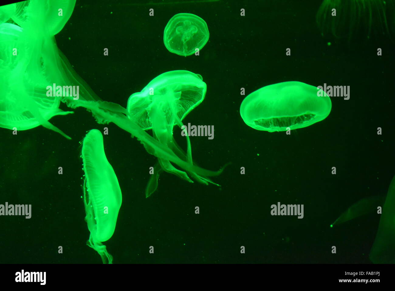 Les méduses avec vrilles nager dans l'aquarium avec fond noir vert Banque D'Images