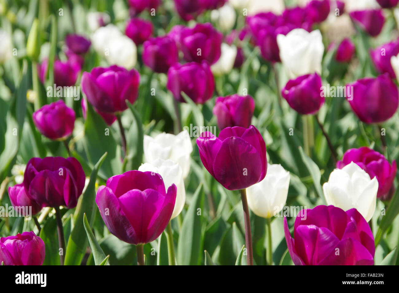 Tulpen lila und weiss - tulipe Mauve et blanc 01 Banque D'Images