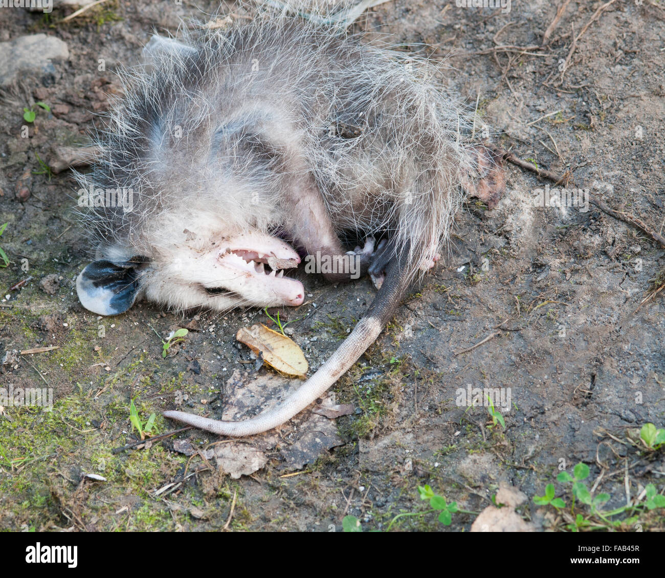 Vivre l'Opossum mort gisant sur le sol. Banque D'Images