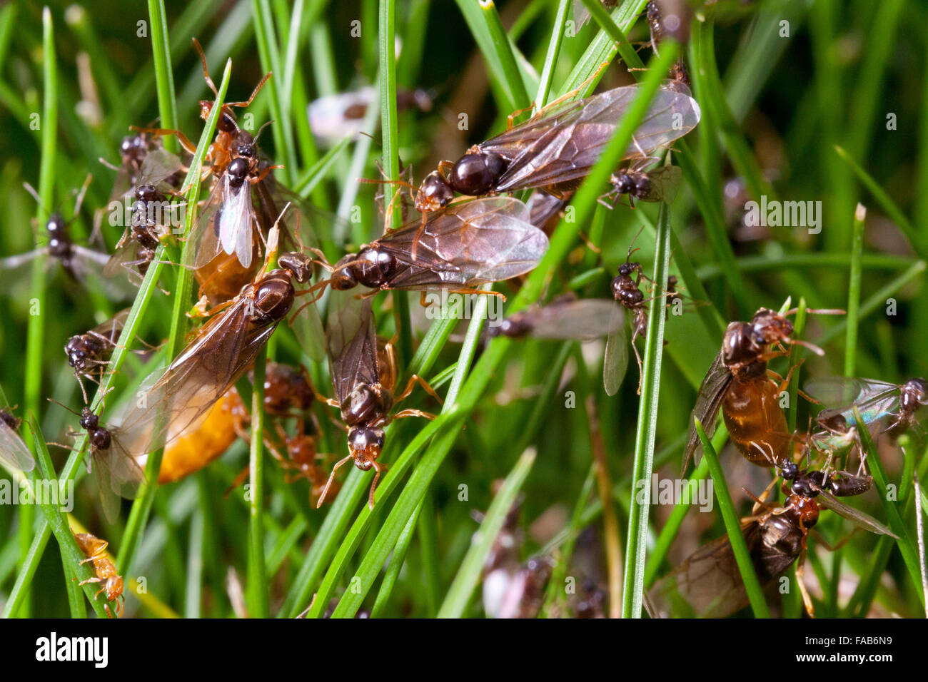 Reine des fourmis avec des ailes Banque D'Images