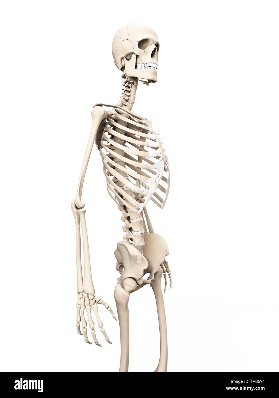 Squelette humain, illustration de l'ordinateur. Banque D'Images