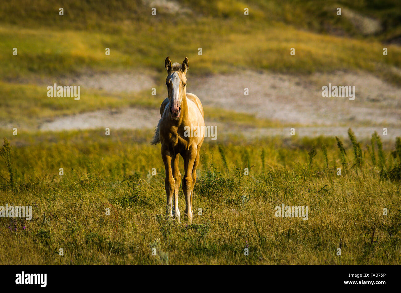 Baby Wild horse au Badlands National Park (Dakota du Sud) Banque D'Images