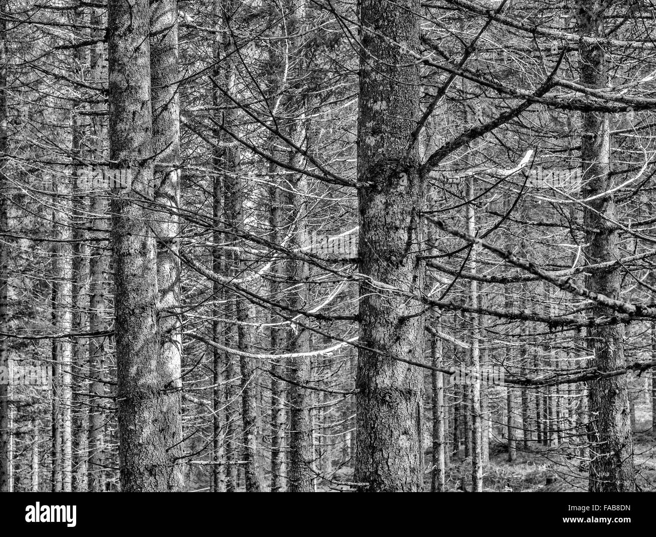 La population d'arbres dans la zone de montagne des Dolomites, Italie du Nord Banque D'Images
