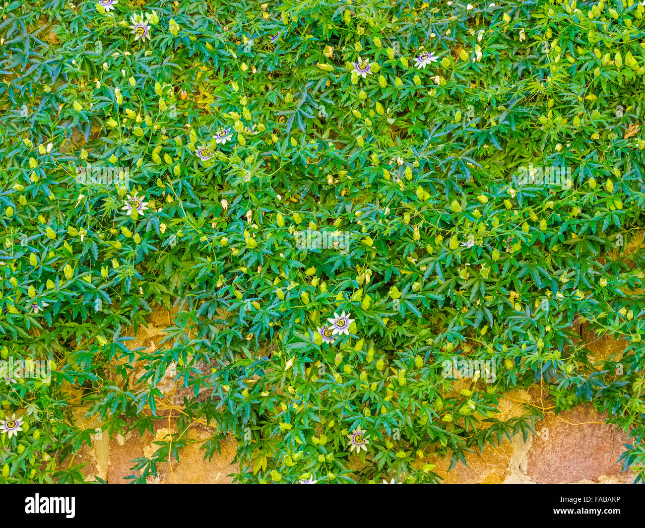 Points de vue le long des trois château à pied, (Castel d'Appiano), dans le Nord de l'Italie Banque D'Images