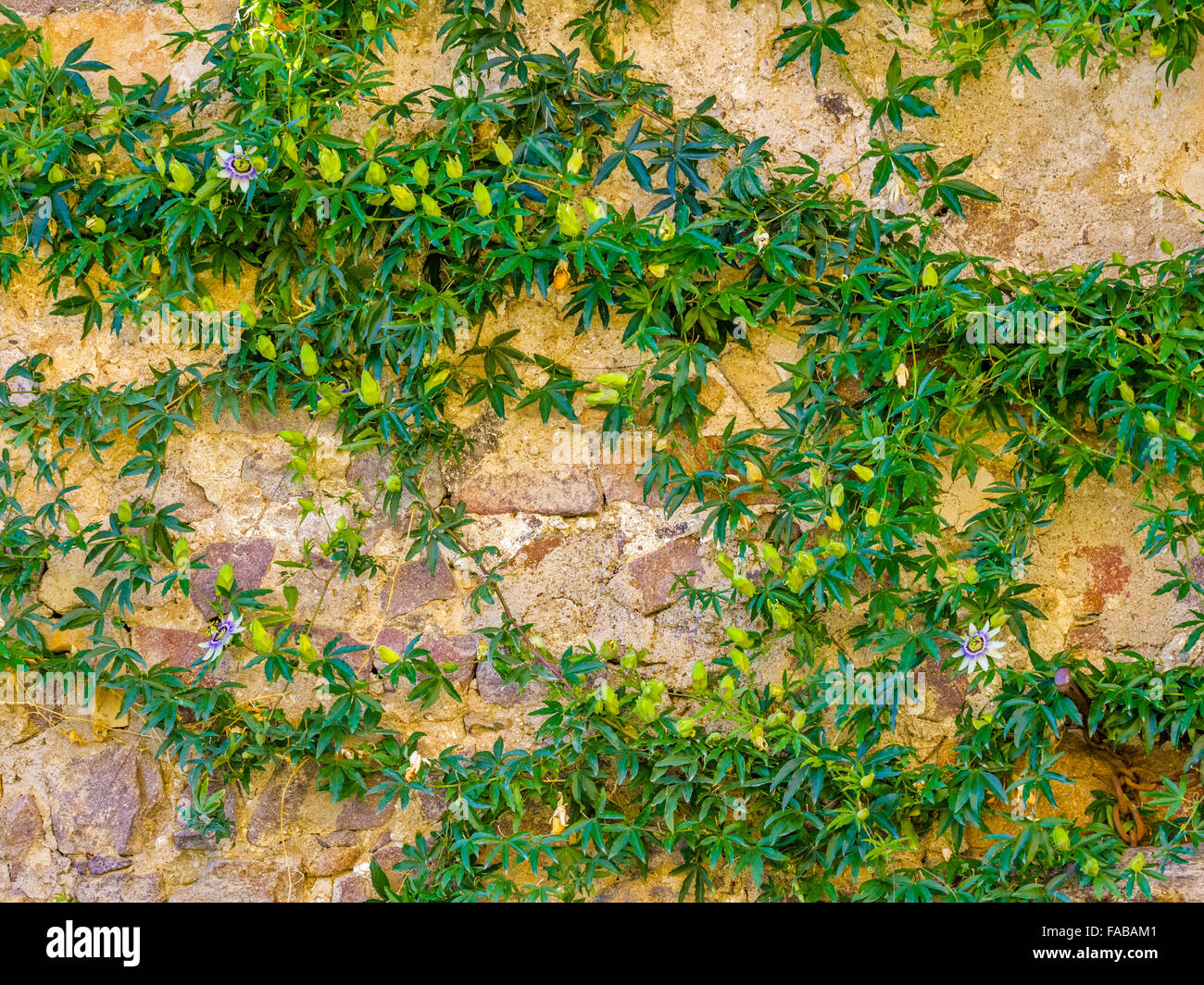 Points de vue le long des trois château à pied, (Castel d'Appiano), dans le Nord de l'Italie Banque D'Images