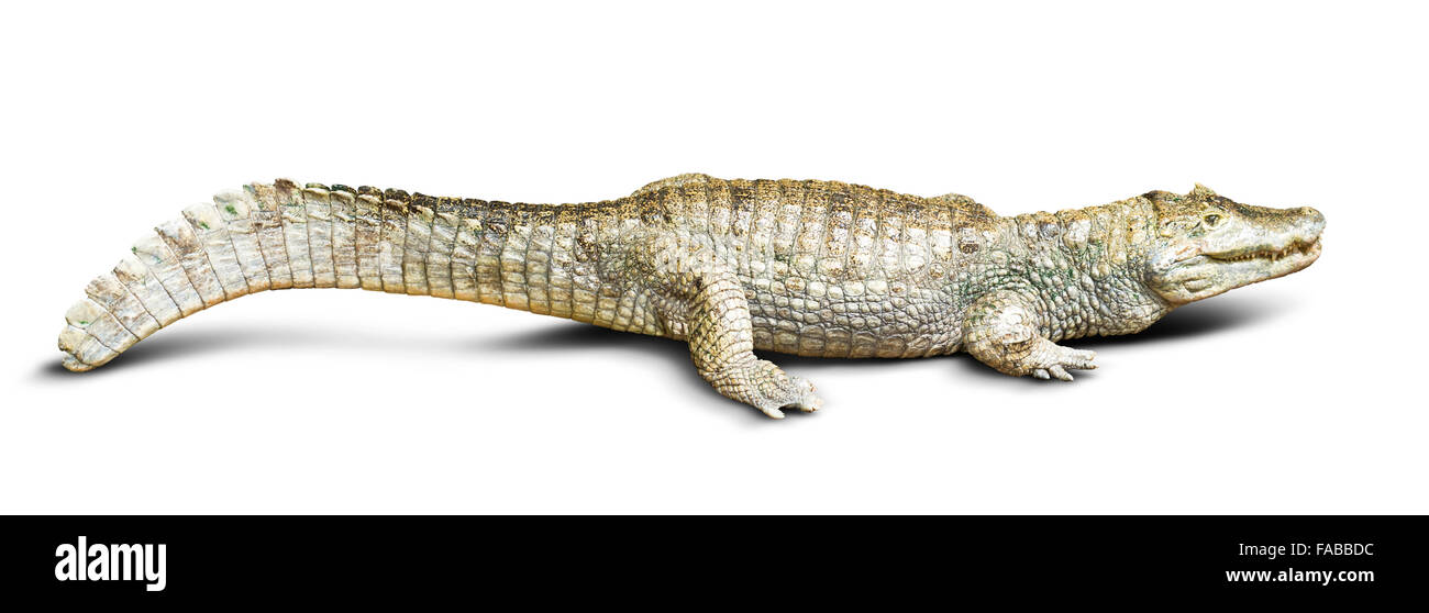 Caïman à lunettes (Caiman crocodilus), isolé sur blanc Banque D'Images