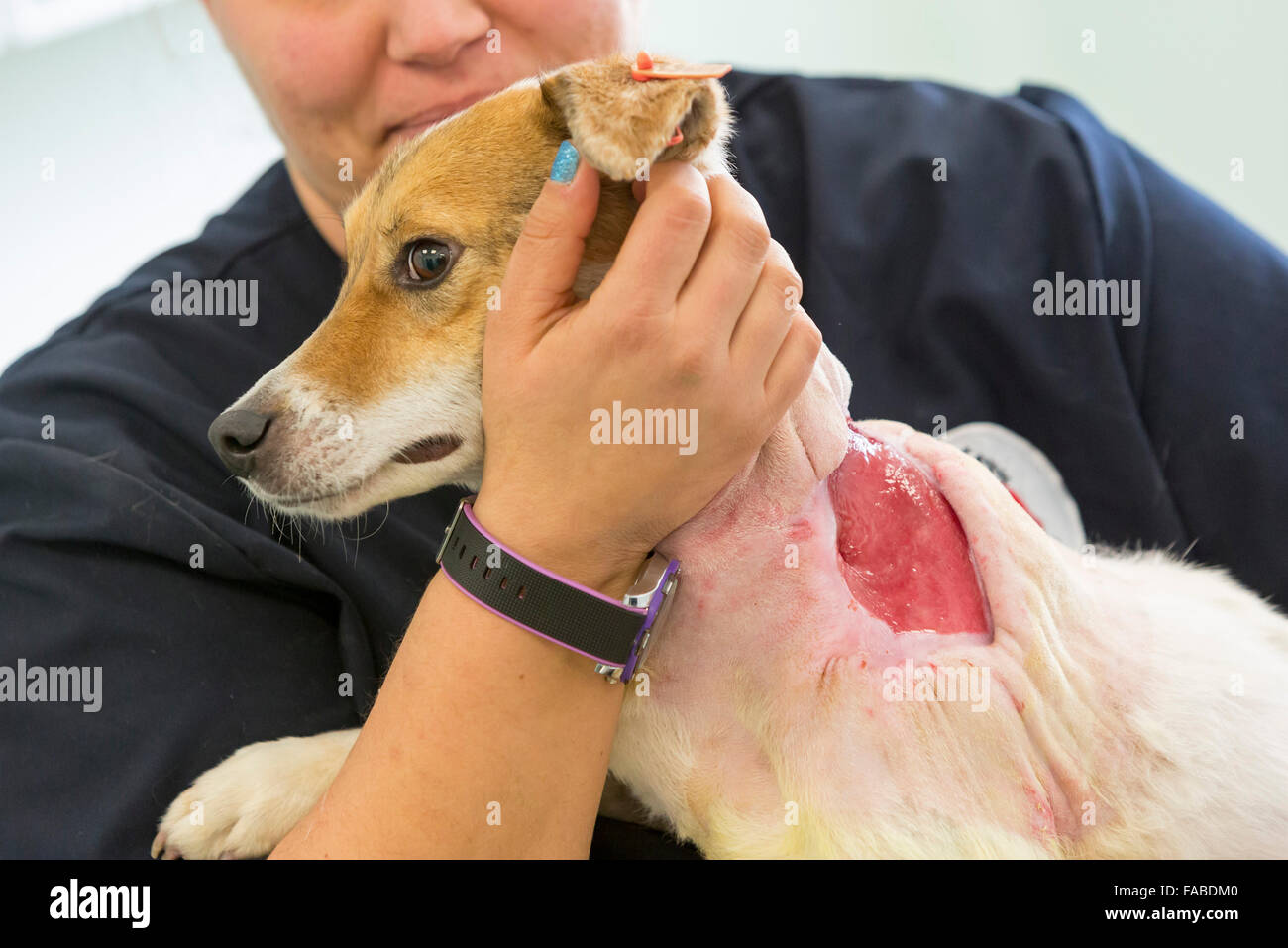 Un chien est en préparation pour une opération dans une clinique vétérinaire. La chirurgie est peau-greffage après que le chien a été blessé lors d'un chien Banque D'Images Un chien est en préparation pour une opération dans une clinique vétérinaire. La chirurgie est peau-greffage après que le chien a été blessé lors d'un chien Banque D'Images