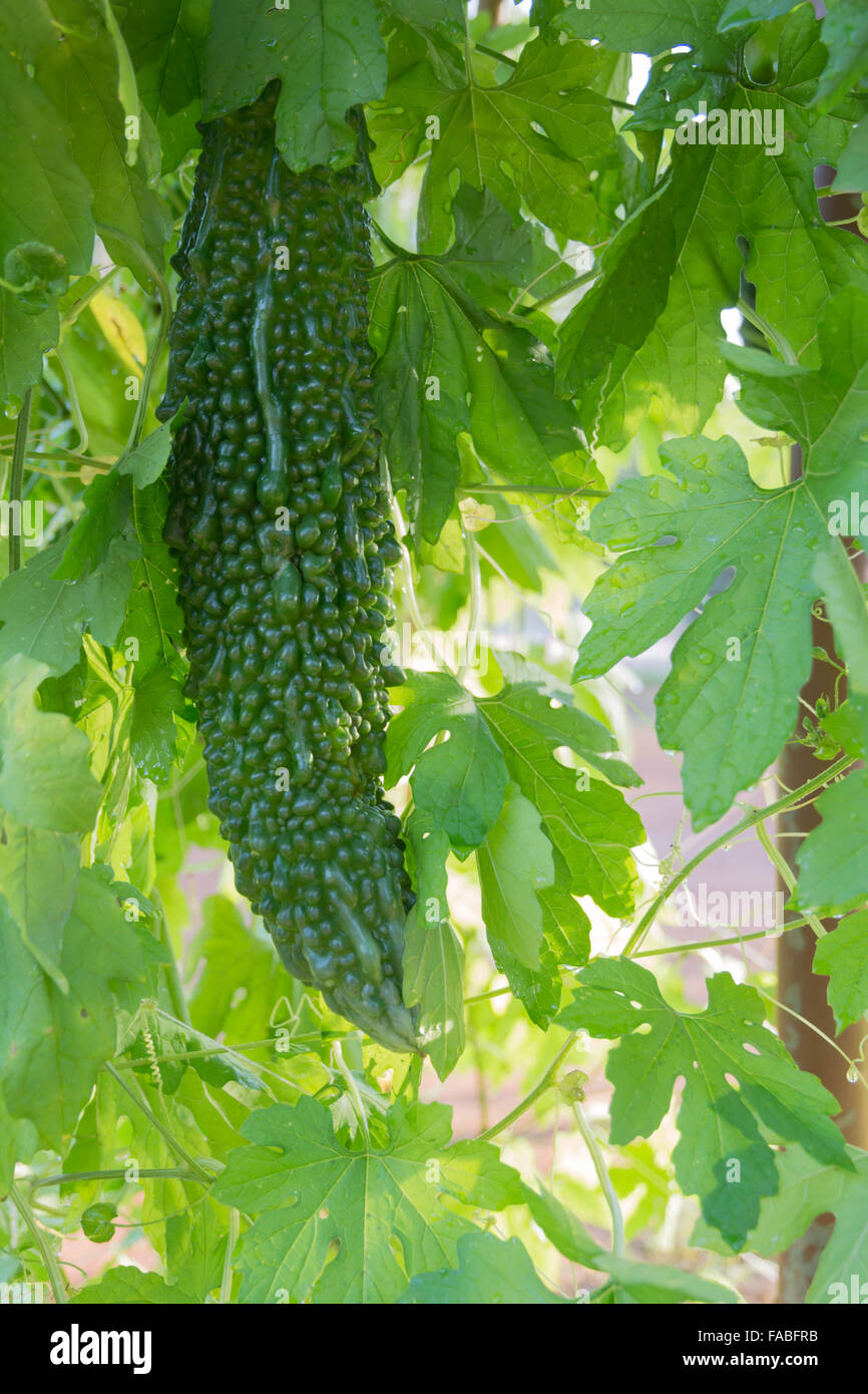 Gourde japonais cultivés dans le jardin. Banque D'Images