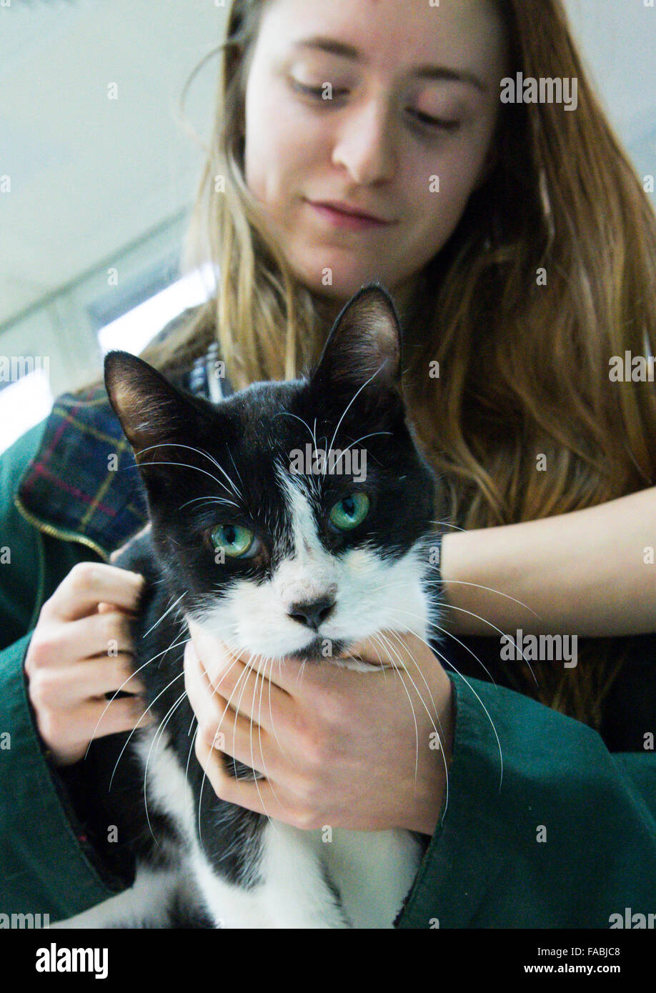 Chat Puce Banque De Photographies Et D Images A Haute Resolution Alamy