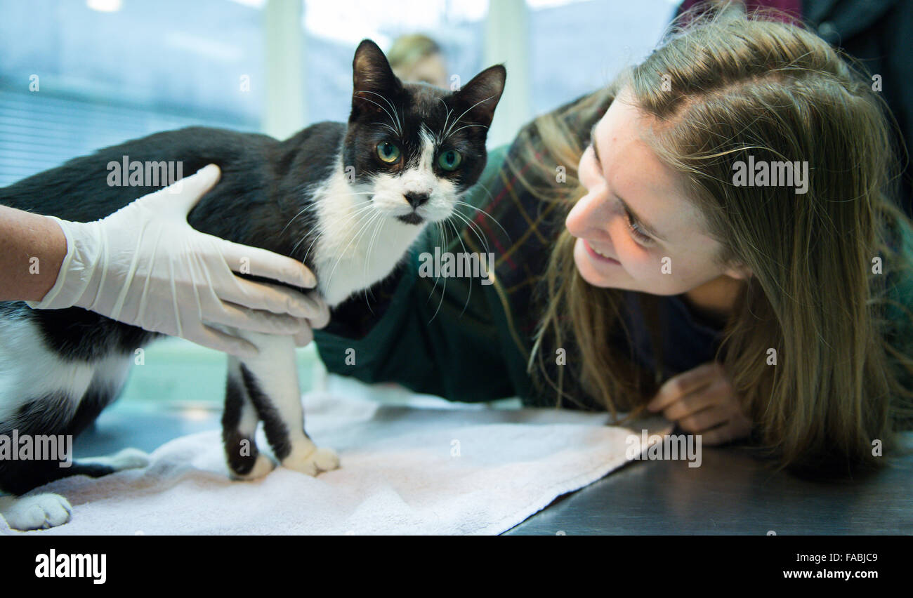 Chat Puce Banque De Photographies Et D Images A Haute Resolution Alamy