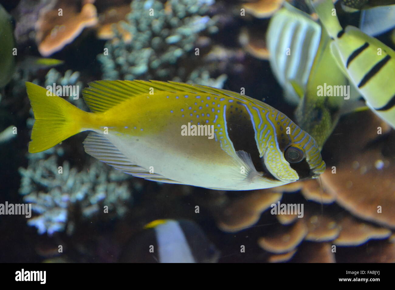Poisson rayé jaune Banque de photographies et d’images à haute — free download