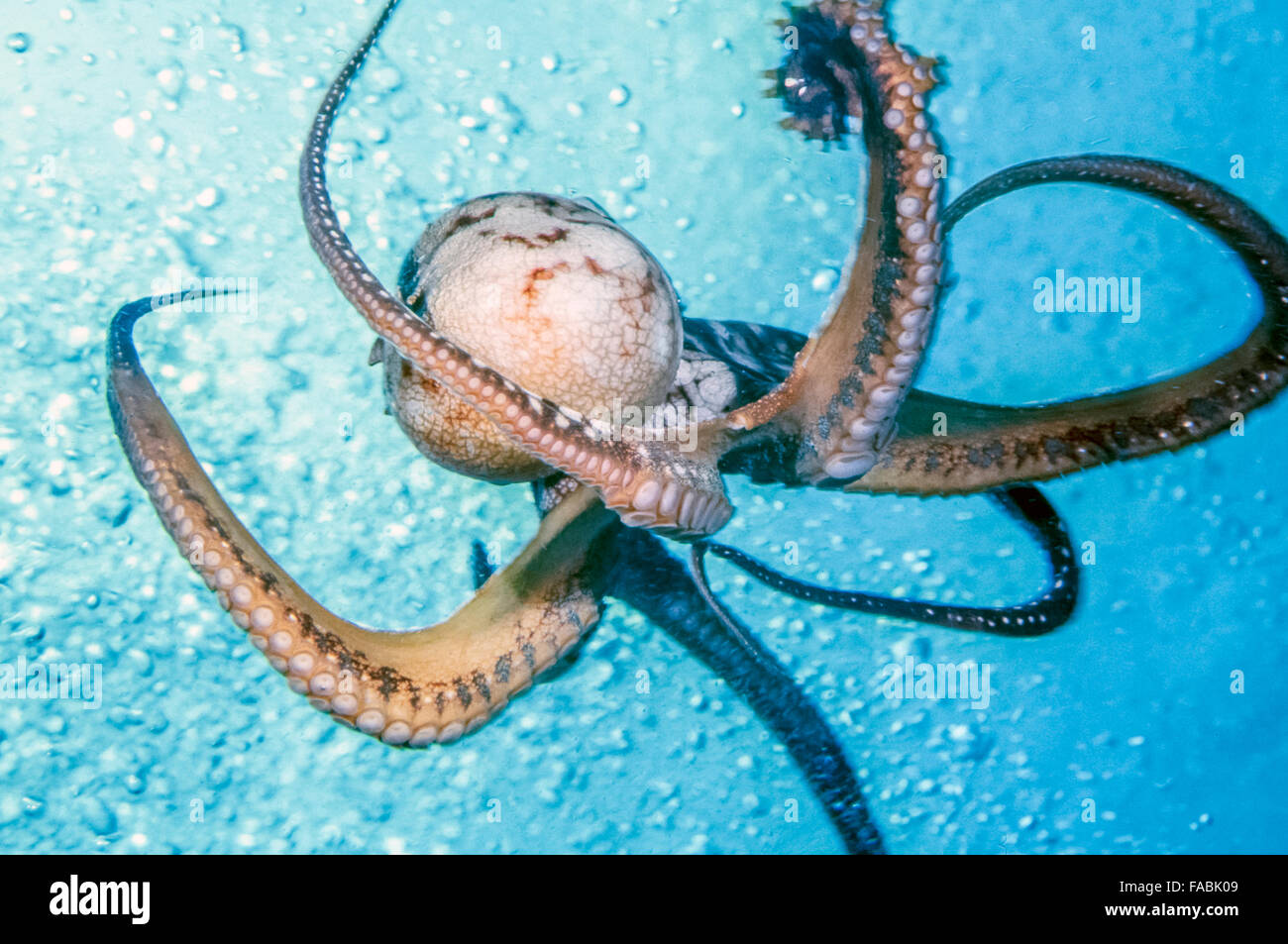 Octopus ornementé,Callistoctopus ornatus est une espèce tropicale d'octopus originaire de la région indo-pacifique Banque D'Images