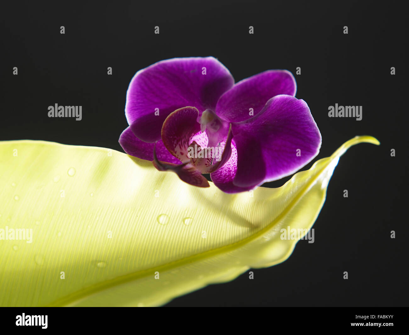 Close up de l'orchidée sur la feuille verte Banque D'Images