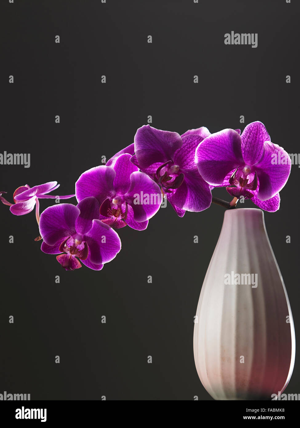 Orchidée pourpre dans le vase Banque D'Images