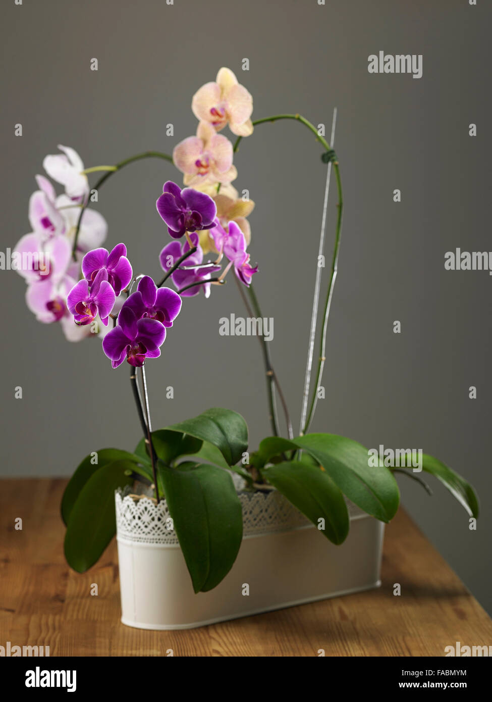 Pot d'orchidées rares dans le conteneur Banque D'Images