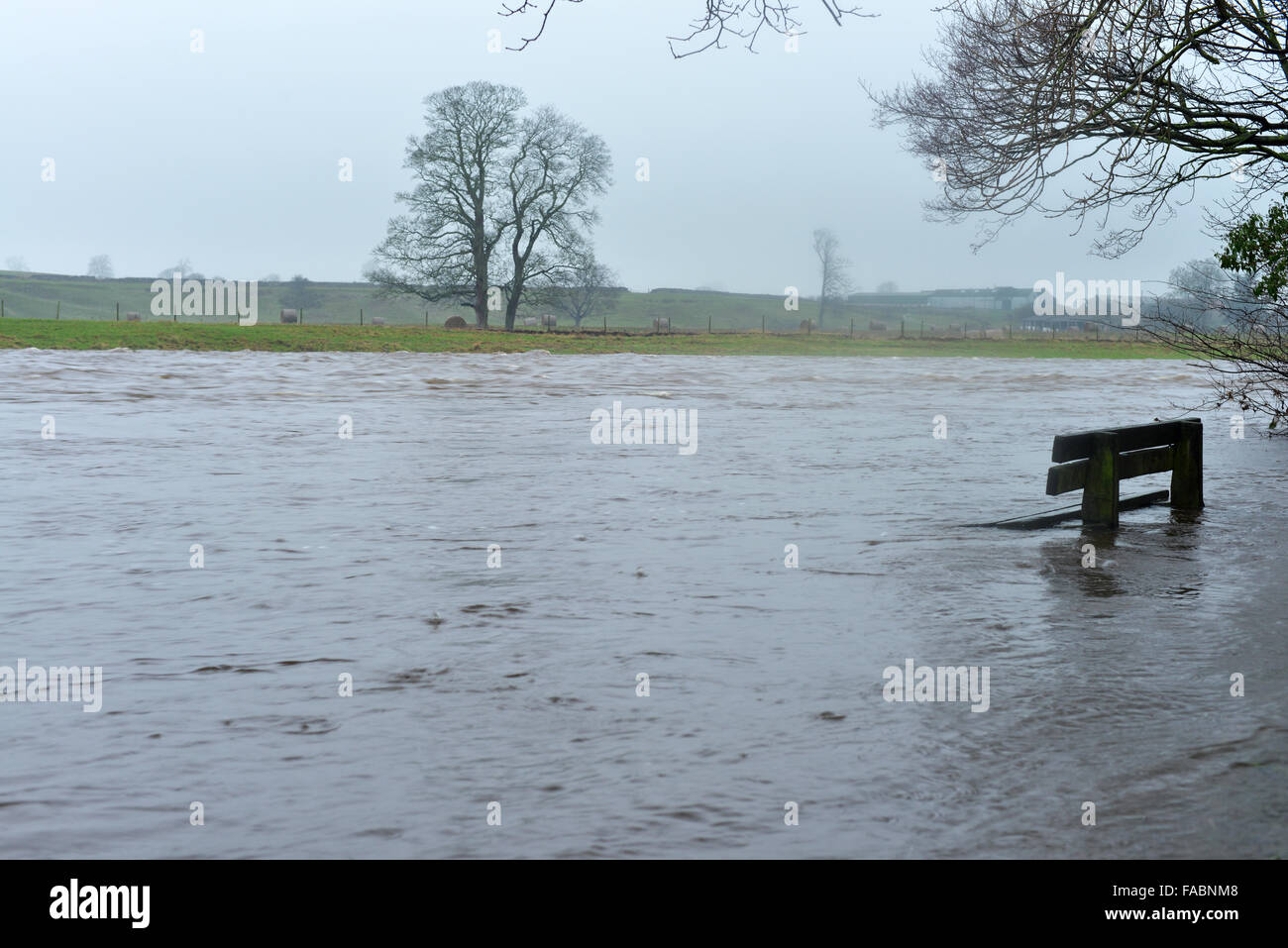 Gainford, comté de Durham, Royaume-Uni. 26 décembre 2015. Météo britannique. Un banc est partiellement submergé après la Rivière Tees est gonflé après de fortes pluies persistantes et à l'échelle de Teesdale County Durham le lendemain. Des inondations graves avertissements ont été émis pour de nombreuses régions du Royaume-Uni. Crédit : Robert Smith/Alamy Live News Banque D'Images