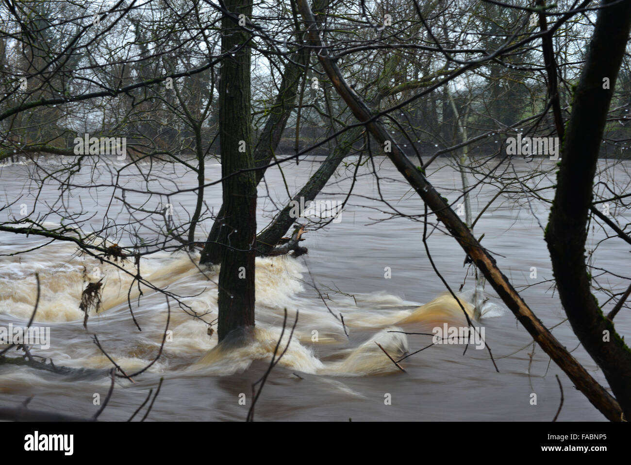 Gainford, comté de Durham, Royaume-Uni. 26 décembre 2015. Météo britannique. La Rivière Tees à Gainford, County Durham est gonflé après de fortes pluies persistantes et à travers Teesdale. Des inondations graves avertissements ont été émis pour de nombreuses régions du Royaume-Uni. Crédit : Robert Smith/Alamy Live News Banque D'Images