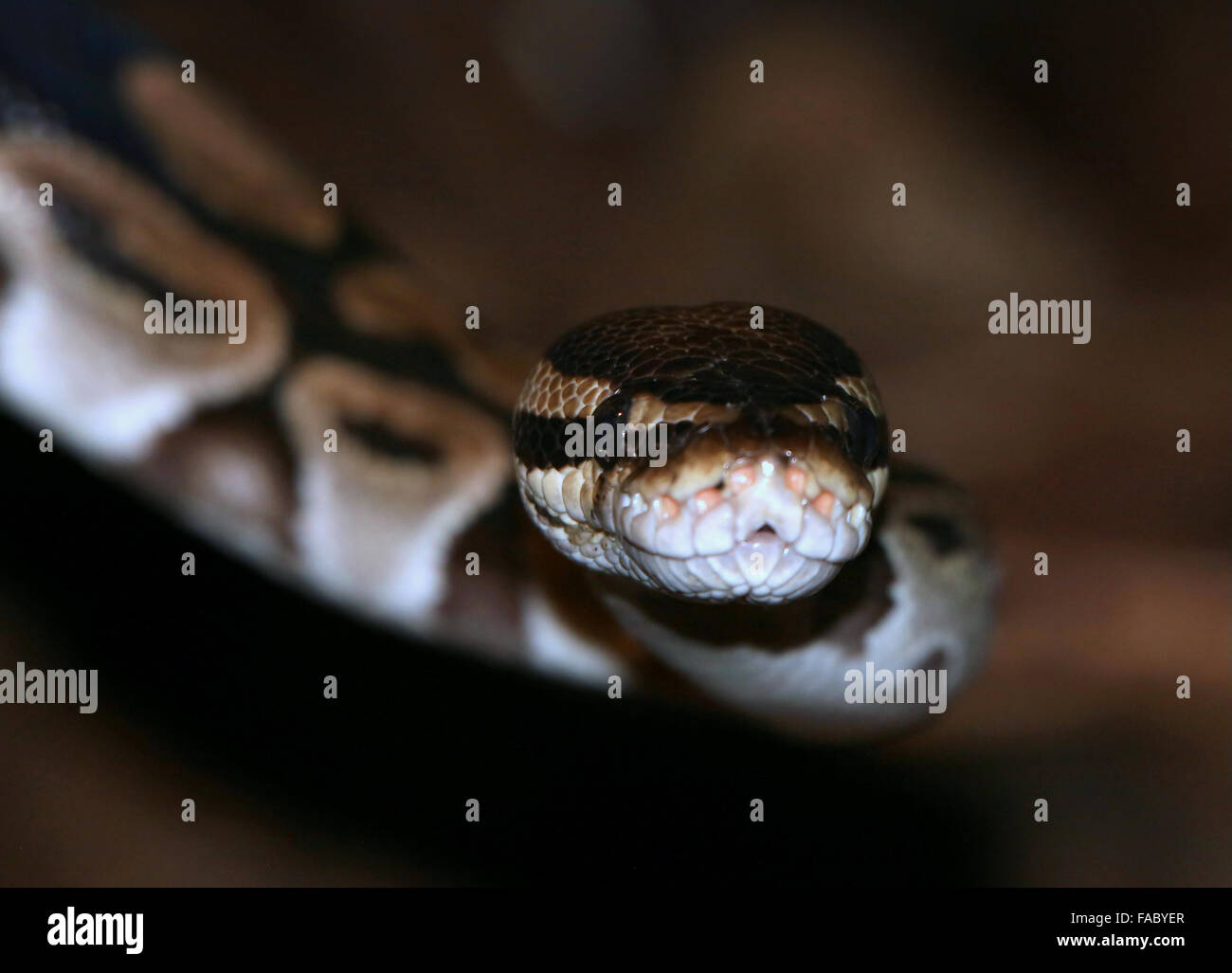 Non venimeux africains Python royal ou Ball Python (Python regius) Banque D'Images