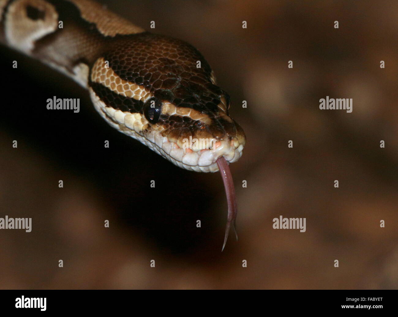 Non venimeux africains Python royal ou Ball Python (Python regius) montrant sa langue fourchue, décrochant un parfum Banque D'Images