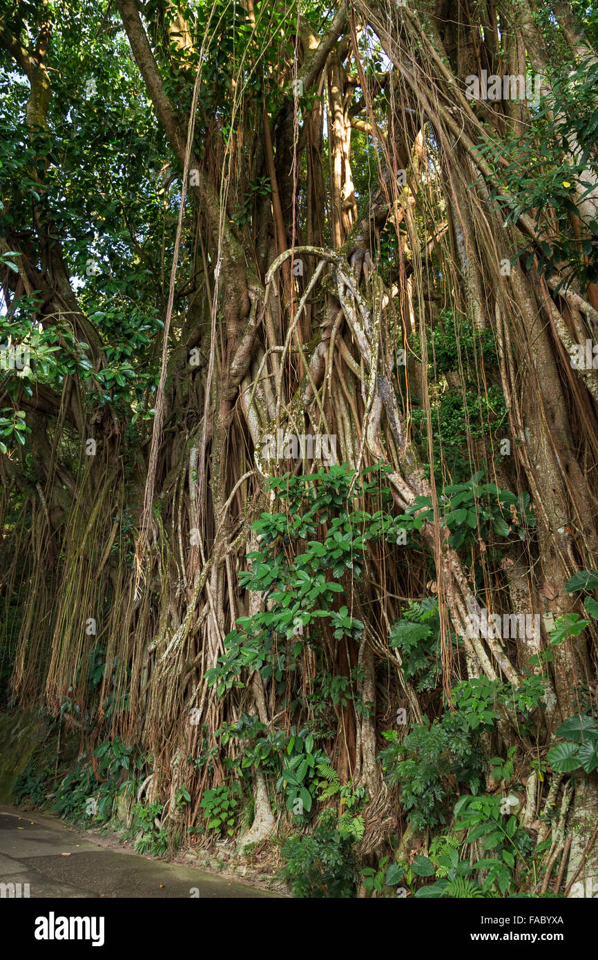 Big Indian (arbre à caoutchouc Ficus elastica), également appelé le caoutchouc fig à Hong Kong, Chine. Banque D'Images