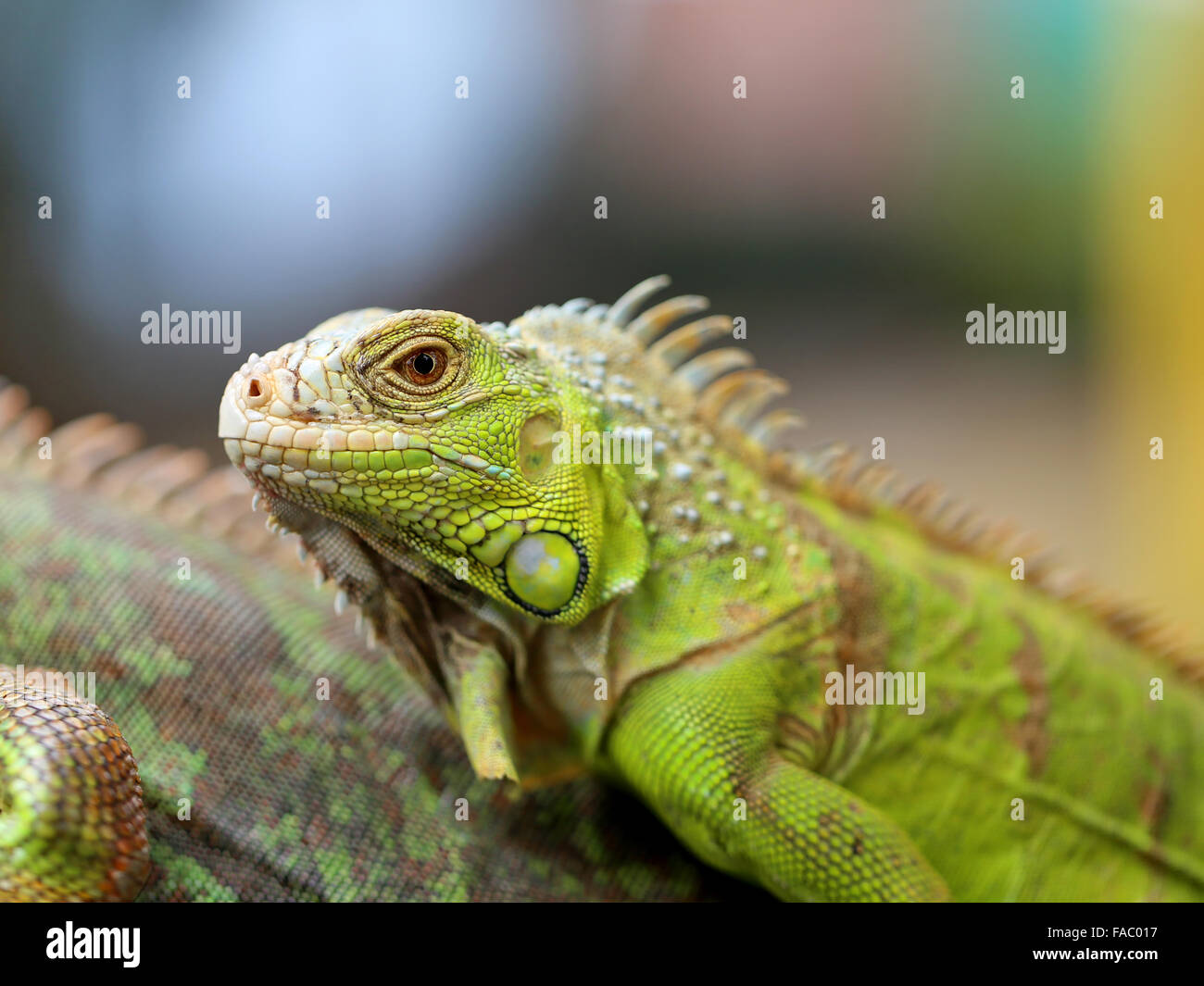 Belle iguane lézard vert photographié close up Banque D'Images
