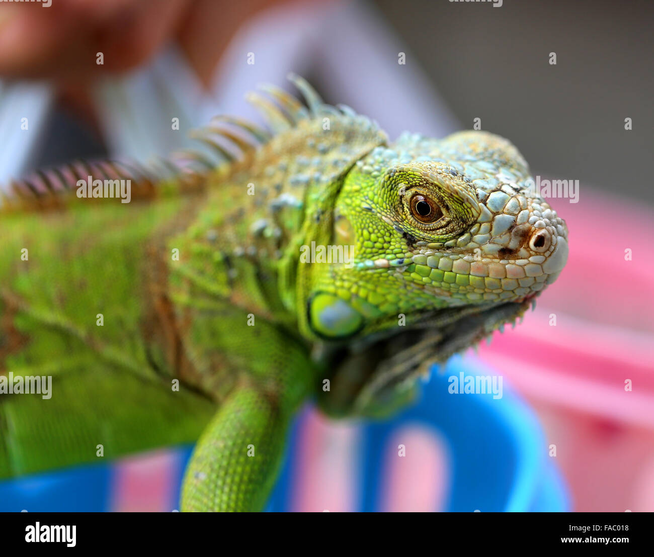 Belle iguane lézard vert photographié close up Banque D'Images