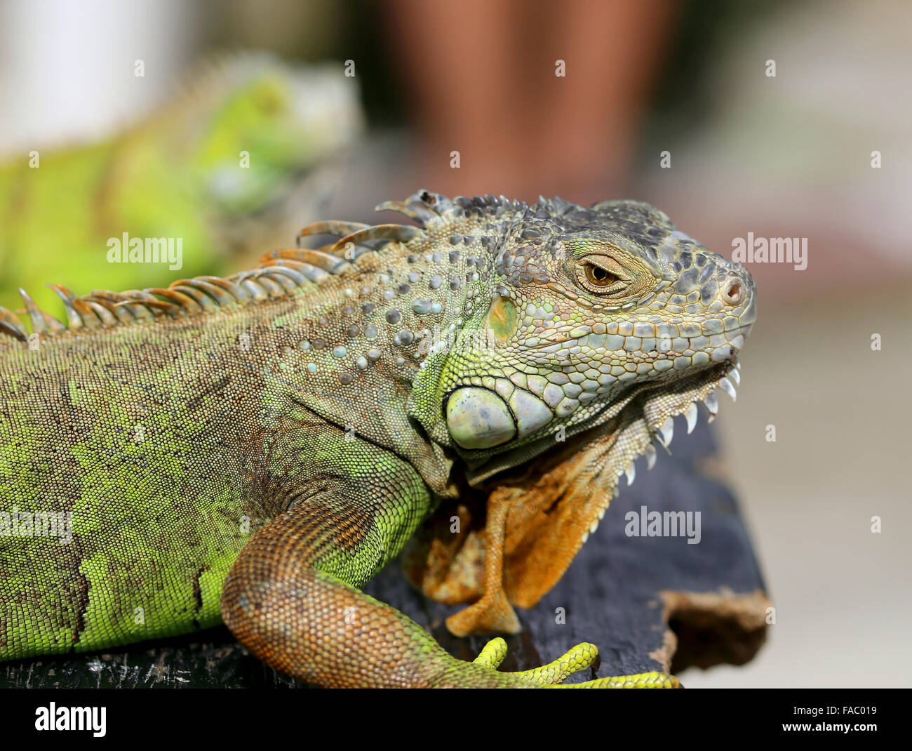 Belle iguane lézard vert photographié close up Banque D'Images