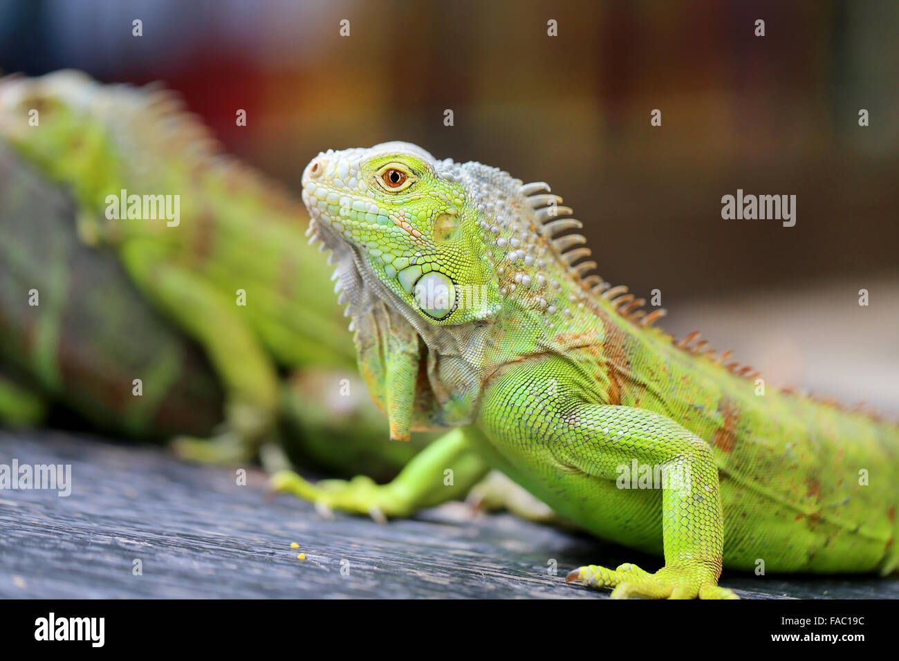 Belle iguane lézard vert photographié close up Banque D'Images