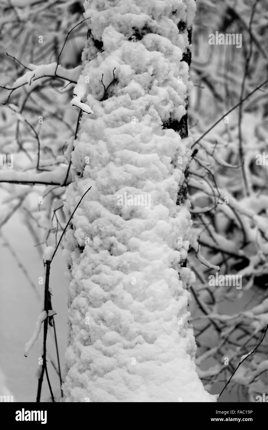 Belle photographie en noir et blanc dans la neige arbres Banque D'Images