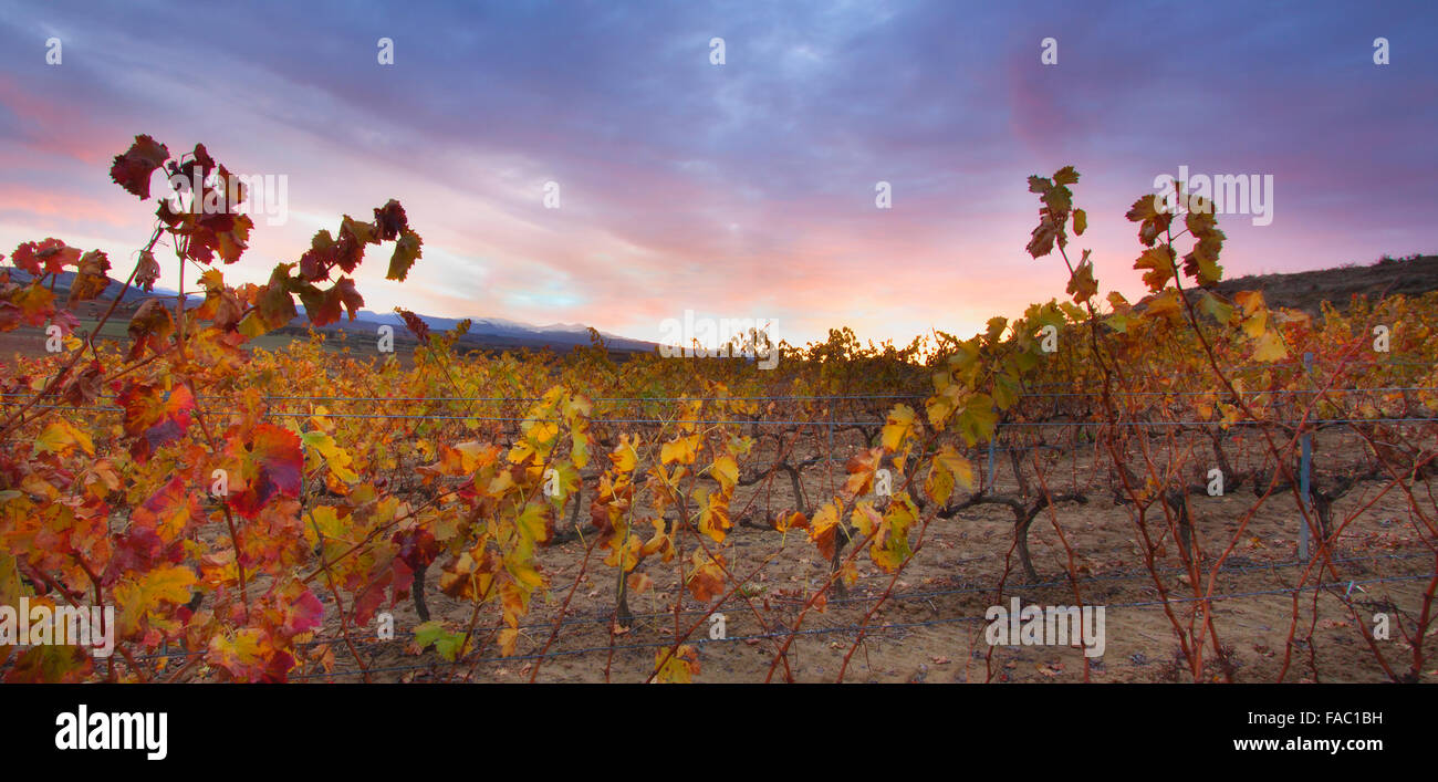 L'automne dans le vignoble. La Rioja, Espagne. Banque D'Images