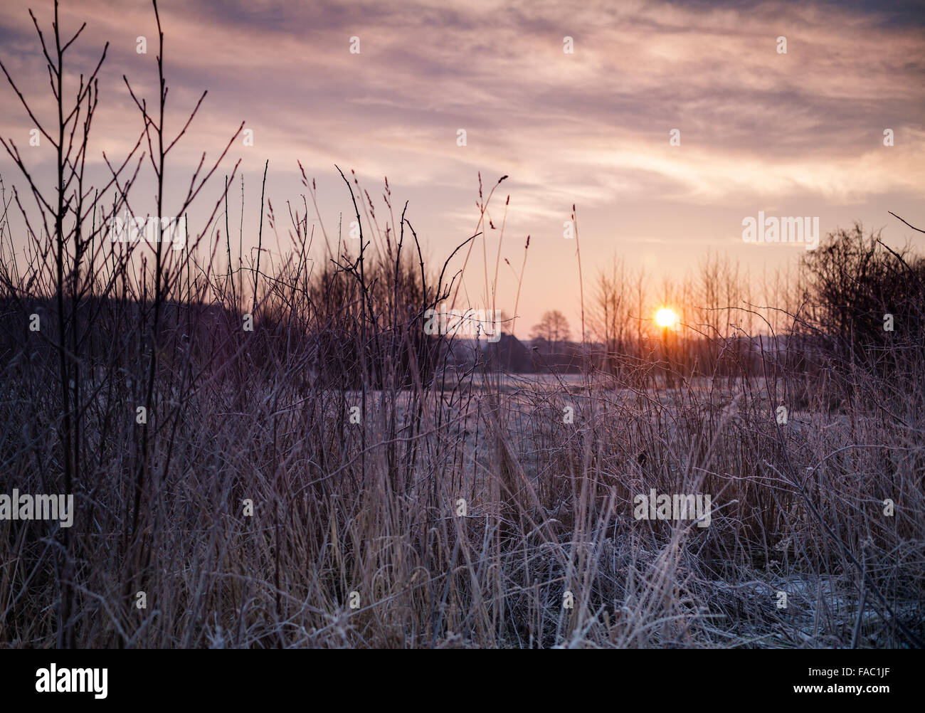 Lever du soleil sur la lumière magique d'hiver givré Scène Campagne Banque D'Images