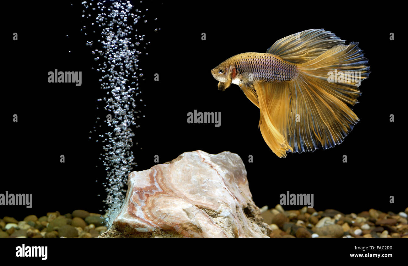 Betta poisson, poisson dans l'aquarium de combat siamois Banque D'Images