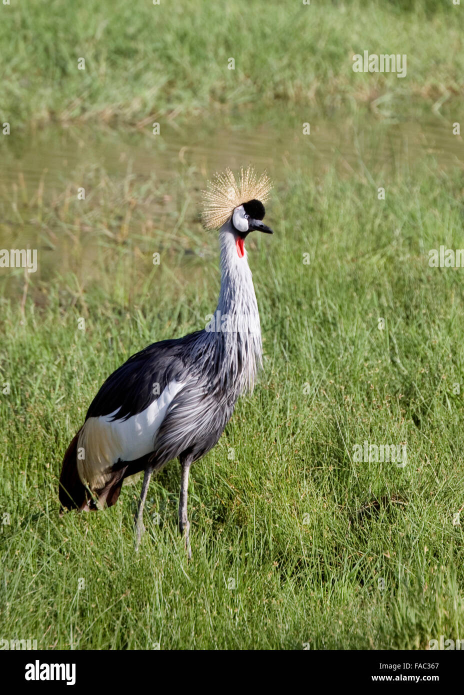 Grue couronnée grise Tanzanie Afrique de l'Est Banque D'Images