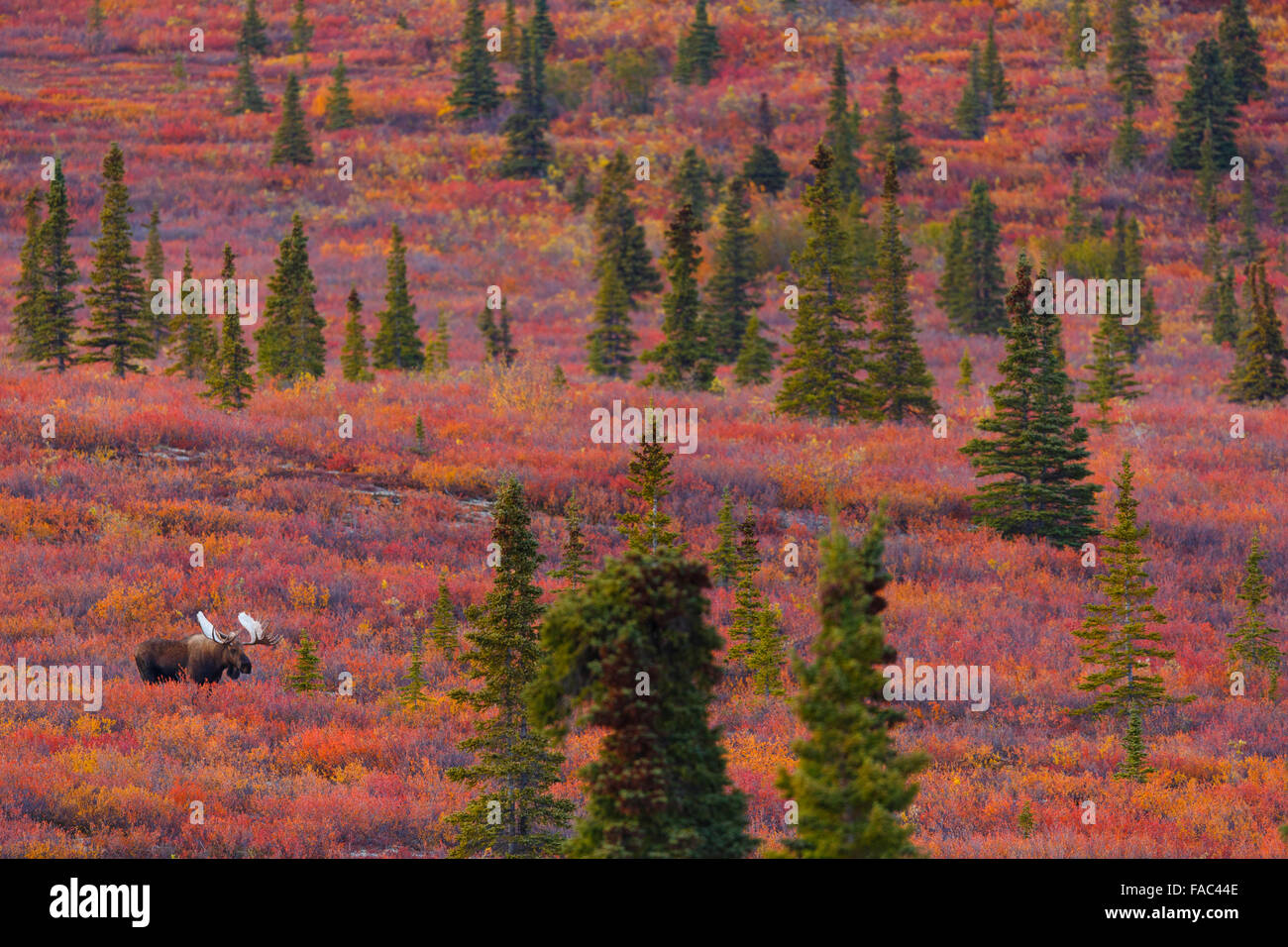 Bull Moose, le parc national Denali, en Alaska. Banque D'Images