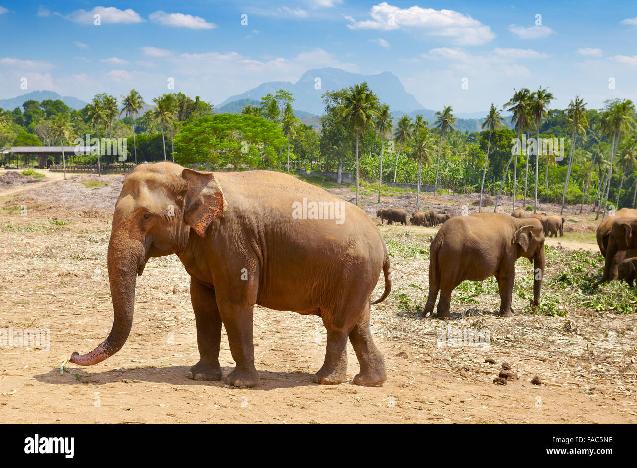 Sri Lanka - orphelinat des éléphants de Pinnawela, (village de Kegalla District de Sri Lanka), l'Asie Banque D'Images