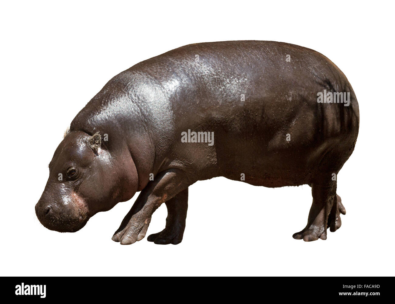 Hippopotame femelle Banque de photographies et d’images à haute