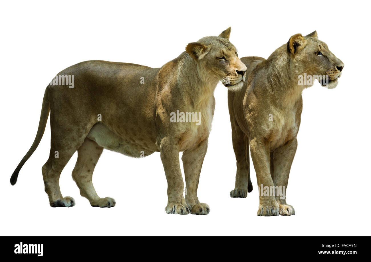 L'article femme lion (Panthera leo). Isolé sur fond blanc Banque D'Images