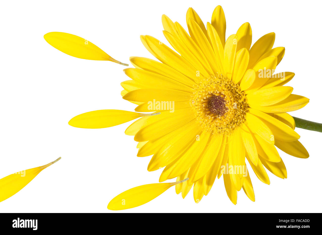 Grande fleur jaune se trouve dans le vent, et perd ses pétales Banque D'Images